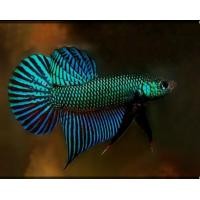 ราคา ปลากัดอีสานแฝงหม้อ25 30 สายกัดดุ ร้าน ส ปลากัดฟร์าม สงขลาสายกัดเพศผู้อายุ8เดือน (21612879089)