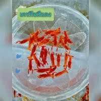 ราคา กุ้งเครฟิชแคระ ตกแต่งตู้ปลา มี 10 สี 10 แบบ (22800399877)