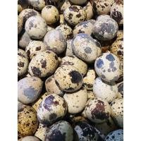 ราคา ใข่นกกระทา สดใหม่จากฟาร์มโดยตรง 50 ฟอง (22817864178)