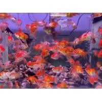 ราคา อาหารปลา ปลาทองฮอลันดายักษ์ แท้ ไซร้ขุน1 5 2นิ้ว คละสี แข็งแรง ปลาทอง มีประกันคะ (22824346205)