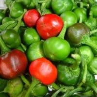 ราคา 30 เมล็ด พริกตุ้มระยอง พริกตุ้ม เป็นผักพื้นบ้านของจังหวัดระยอง (22707955959)