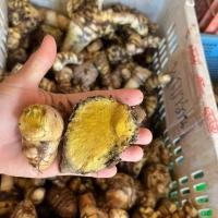 ราคา 3 เหง้า พญาว่าน Curcuma sp ว่านชั้นครู ว่านตำรา 108 ว่าน (21073197933)