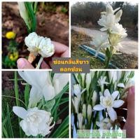 ราคา vาย หัวพันธุ์ หัว ต้น เหง้า ดอก ดอกซ่อนกลิ่น ซ่อนกลิ่น ต้นซ่อนกลิ่น หัวซ่อนกลิ่น สี ขาว กลีบซ้อน ชมพู (17338556360)