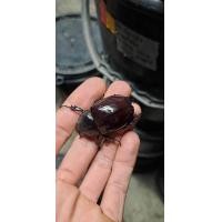 ราคา ด้วงกว่างชนแมลงกว่างแซมสัตว์ เลี้ยงขนาดเล็ก (22815510272)
