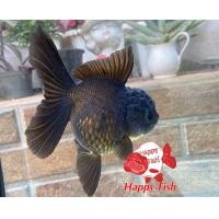 ราคา อาหารปลา ปลาทองฮอลันดายักษ์ ไซร้3นิ้ว เลือกสีในตัวเลือก มีประกันสินค้าคะ (22824232221)