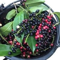 ราคา ผลมะเม่าสุก หมากเม่าบ้าน ผลไม้ตามฤดูกาล หากินยากมาก จากพื้นที่อุดรธานี เก็บสดๆ ออแกนิค ปลอดสาร (22541869633)