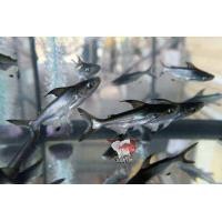 ราคา อาหารปลา ปลาเทพา size 2 3 มีประกันสินค้า (22824301616)