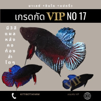 ราคา ปลากัด อินโด มาเลย์แปดริ้ว เกรดกัด vip No 17 มีรับประกัน (22927445617)