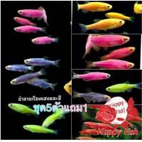 ราคา อาหารปลา ปลาม้าลาย เรืองแสงคละสี เซ็ท5ตัวแถม1 มีประกันสินค้า (22824223210)