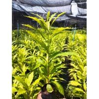 ราคา ต้นอะบิว พันธุ์ใต้หวัน สั่งขั้นต่ำ2ต้นขึ้นไป (22761114691)