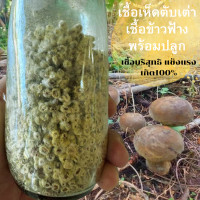ราคา เชื้อเห็ดตับเต่า ในเมล็ดข้าวฟ่าง เชื่อบริสุทธิ์ เชื่อพร้อมปลูก เส้นใยแข็งแรง (22718682832)