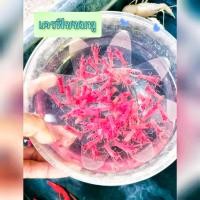 ราคา กุ้งเครฟิชแคระ ตกแต่งตู้ปลา มี 10 สี 10 แบบ (22800399873)