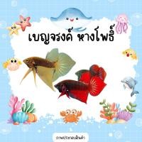 ราคา betta เบญจรงค์หางโพธิ์ เครื่องสวย ทรงงาม สีสวยชัดเจน รับประกันสินค้า (22805001643)