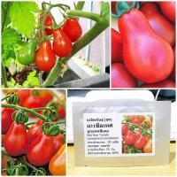 ราคา เมล็ดพันธุ์ มะเขือเทศ ลูกแพรสีแดง Red Pear Tomato Seed 50 เมล็ด คุณภาพดี ราคาถูก ของแท้ (3313612028)