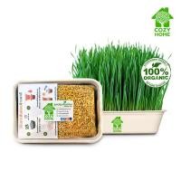 ราคา ชุดปลูกต้นอ่อนข้าวสาลี Cozy Home เมล็ดเพาะงอก เมล็ดพันธุ์ผัก ชุดพร้อมปลูกข้าวสาลีอ่อน เมล็ดข้าวสาลีออแกรนิค100 (14681868631)