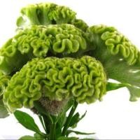 ราคา 50 เมล็ด ดอกไม้ หงอนไก่ กระลารอน ชองพุ ซองพุ ดอกด้าย ด้ายสร้อย ร้อยไก่ Cockscomb Seeds (22045216819)