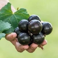 ราคา 20 เมล็ด องุ่น สายพันธุ์ไวน์ Grape Vines Seeds (21734643397)