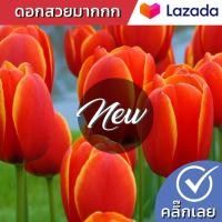 ราคา หัวทิวลิป World Favourite ดอกสีส้ม Wanthai ขายหัวลิลลี่ ว่านสี่ทิศ ทิวลิป ต้นไม้ฟอกอากาศ เมล็ดดอกไม้ (16593254765)