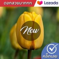 ราคา หัวทิวลิป Golden Jubilee ดอกสีเหลือง Wanthai ขายหัวลิลลี่ ว่านสี่ทิศ ทิวลิป ต้นไม้ฟอกอากาศ เมล็ดดอกไม้ (16584553205)