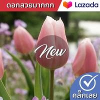 ราคา หัวทิวลิป La Bella ดอกซ้อนสีเหลืองอมชมพู Wanthai ขายหัวลิลลี่ ว่านสี่ทิศ ทิวลิป ดอกทิวลิปปลูก ทิวลิปปลูก หัวดอกทิวลิป ต้นทิวลิป (20131360639)