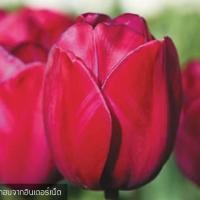ราคา หัวทิวลิป ดอกสวยมาก มีหลายสีให้เลือก Wanthai ขายหัวลิลลี่ ว่านสี่ทิศ ทิวลิป ต้นไม้ฟอกอากาศ เมล็ดดอกไม้ (10901118314)