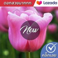 ราคา หัวทิวลิป Mistress ดอกสีชมพู Wanthai ขายหัวลิลลี่ ว่านสี่ทิศ ทิวลิป ต้นไม้ฟอกอากาศ เมล็ดดอกไม้ (10997375282)
