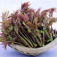 ราคา 50 เมล็ด ผักตูน ผักหวานป่าเกาหลี รสชาติหวานกรอบ Toona Sinensis (22708051563)