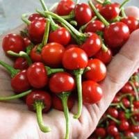 ราคา 30 เมล็ด พริกตุ้มระยอง พริกตุ้ม เป็นผักพื้นบ้านของจังหวัดระยอง Chilli Seeds (22708389162)