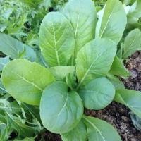 ราคา 300 เมล็ด ผักปวยเล้งญี่ปุ่น ปวยเล้ง หรือ ปวยเหล็ง ผักโขมญี่ปุ่น Komatsuna Spinach Seeds (21900294124)