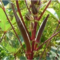 ราคา เมล็ดพันธุ์ กระเจี๊ยบเขียวฝักแดง กระเจี๊ยบมอญ ฝักแดง Red Burgundy Okra Seed นำเข้าจากต่างประเทศ 10 แถม1 คละได้ (17573735997)