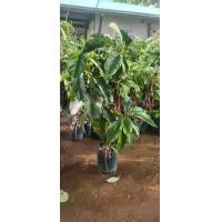 ราคา ต้นอโวคาโด แบบทาบกิ่ง (19610497030)