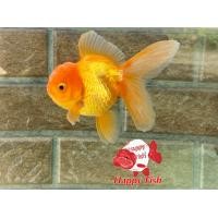 ราคา อาหารปลา ปลาทองฮอลันดายักษ์ ไซร้3นิ้ว เลือกสีในตัวเลือก มีประกันสินค้าคะ (22824232220)