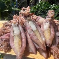 ราคา หมึกกะตอยไข่ต้ม ไข่แน่นทุกตัว เนื้อหวาน จากทะเลปากน้ำปราณ (22956764898)