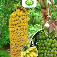 ราคา ต้นกล้วยร้อยหวี ต้นเพาะเลี้ยงเนื้อเยื่อที่ให้ผลผลิตสูง หลายหวี (21898925607)