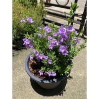 ราคา ต้นนีออนใบเงิน ญี่ปุ่น ไต้หวัน พุ่มใหญ่ ดอกสีม่วง (22751631972)