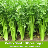 ราคา เมล็ดพันธุ์ ขึ้นฉ่าย บรรจุ 800 เมล็ด Chinese Celery Seeds Vegetable Seeds for Planting Plantsปลูกง่าย อัตราการงอกสูง (22616670473)