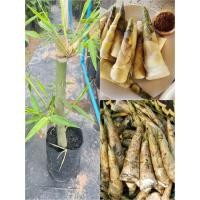 ราคา ต้นไผ่บงหวานเพชรน้ำผึ้ง เบอร์9หน่อดิบหวานกรอบ ติดหน่อตลอดปี (18561832449)