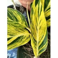 ราคา ข่าด่าง ต้นข่าด่าง ไม้ในกระถาง 6 นิ้ว ส่งทั้งกระถาง (22507075658)