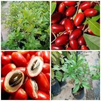 ราคา ต้นมิราเคิล ต้นมหัศจรรย์ (3694300246)