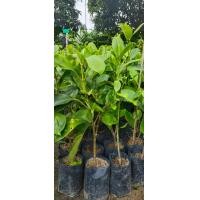 ราคา ต้นแก้วมุกดา ไม้ดอกไม้ประดับ (19434410087)