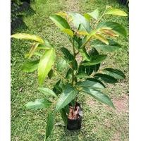 ราคา ต้นมันปู (19400878701)