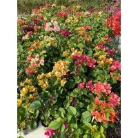 ราคา เฟื่องฟ้า ออกดอกแล้ว สุ่มคละสี 5 10ต้น ราคาถูก ขนาดถุงดำ 4นิ้ว สูง 30 40 cm ไม้ดอก ไม้ประดับ ไม้มงคล Bougainvillea (22097993235)