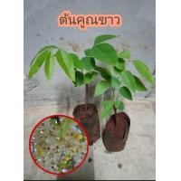 ราคา ต้นคูนขาว (14962310684)