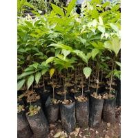 ราคา ต้นกำลังเสือโคร่ง เพาะเมล็ด (15066179569)