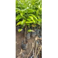 ราคา ต้นกล้าลิ้นจี่ จักรพรรดิ เพาะเมล็ด (9448093041)