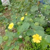 ราคา 30 เมล็ด ครอบจักรวาล ครอบ ขัดมอญ ครอบตลับ ครอบจักรวาล ตอบแตบ พรมชาติ พืชสมุนไพร (21805291050)