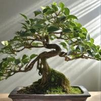 ราคา 20 เมล็ด ไทรย้อยใบแหลม ต้นไทร ไม้มงคล ไม้ประดับ Ficus benjamina (22708048435)