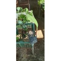 ราคา ต้นพันธุ์ ว่านเอ็นเหลือง ในถุงดำพร้อมปลูก 39 บาท สมุนไพร ว่านเอ็นเหลือง สมุนไพรโดดเด่น ทางแพทย์โบราณจะนิยมใช้ประกอบกับยา ใช้หัวต้มกินเป็นยา (21528801934)