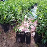 ราคา ต้นกฤษณา 30 35 ซม แบบเพาะเมล็ด (1914064708)