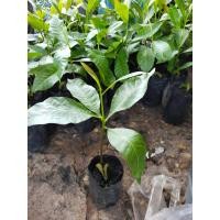 ราคา ต้นกล้ามะม่วงหิมพานต์ M23 แบบเพาะเมล็ด (8385569573)